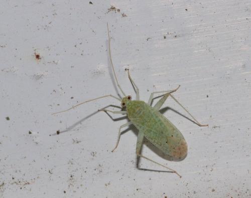 Phytocoris delicatulus